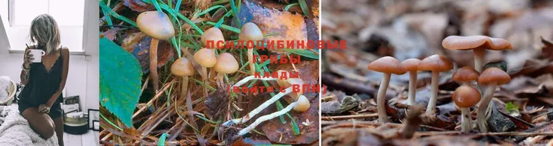 наркошоп  Старая Купавна  Псилоцибиновые грибы Psilocybine cubensis 